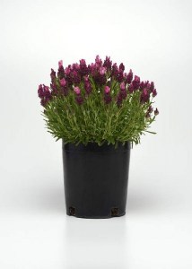 lavandula bandera deep rose 2_0x600